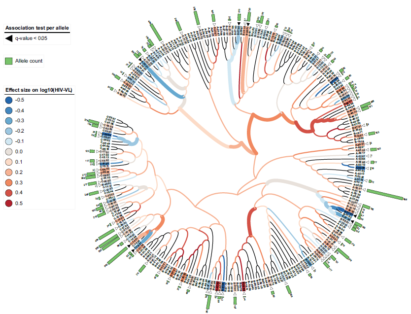 iTol - Functional HLA consensus clustering based on predicted binding affinities to HIV peptides